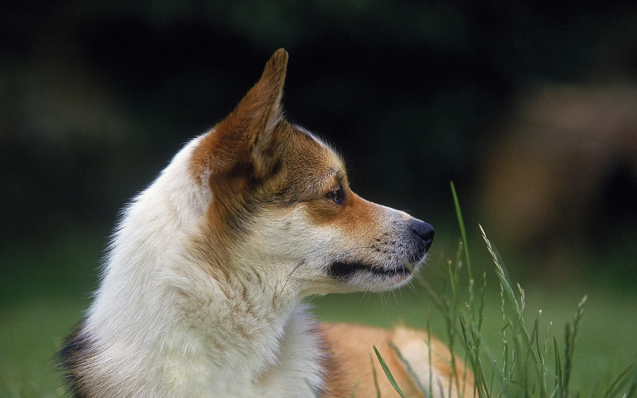Norwegischer Lundehund mit braun-weißem Fell liegt aufmerksam im Gras und blickt zur Seite