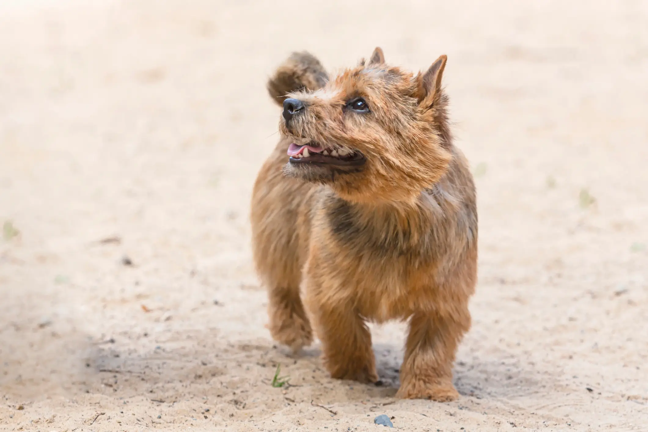 Norwich Terrier mit rotbraunem Fell läuft aufmerksam über sandigen Untergrund und blickt neugierig nach oben
