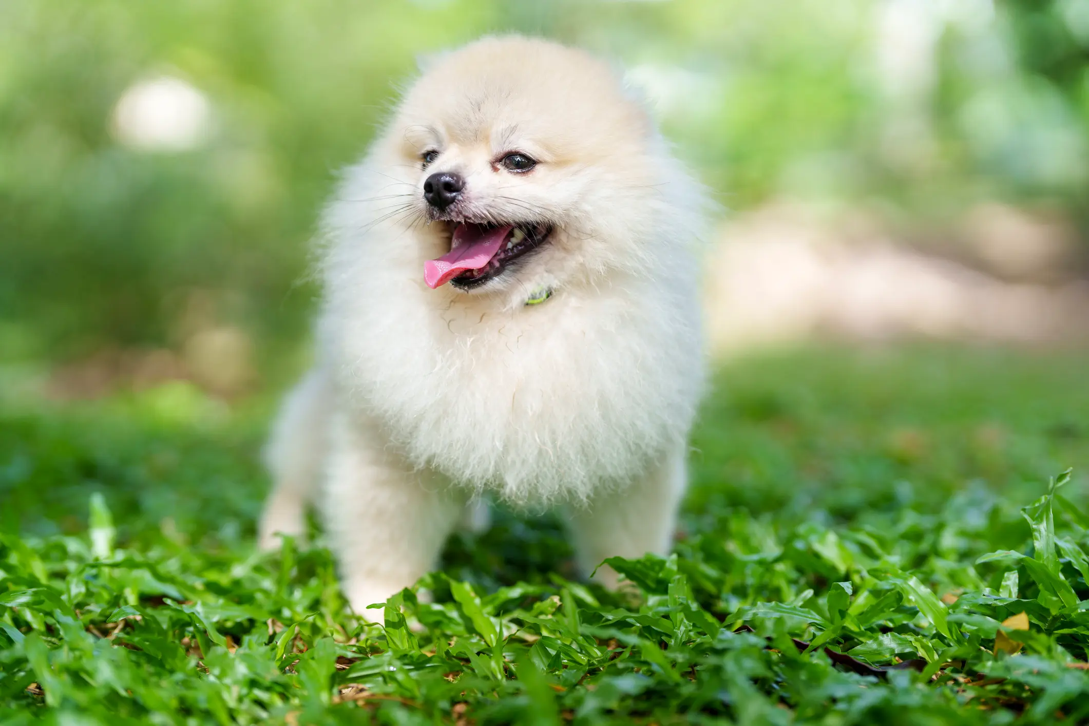 Pomeranian Hund mit hellem, flauschigem Fell sitzt im Grünen und hechelt fröhlich mit herausgestreckter Zunge