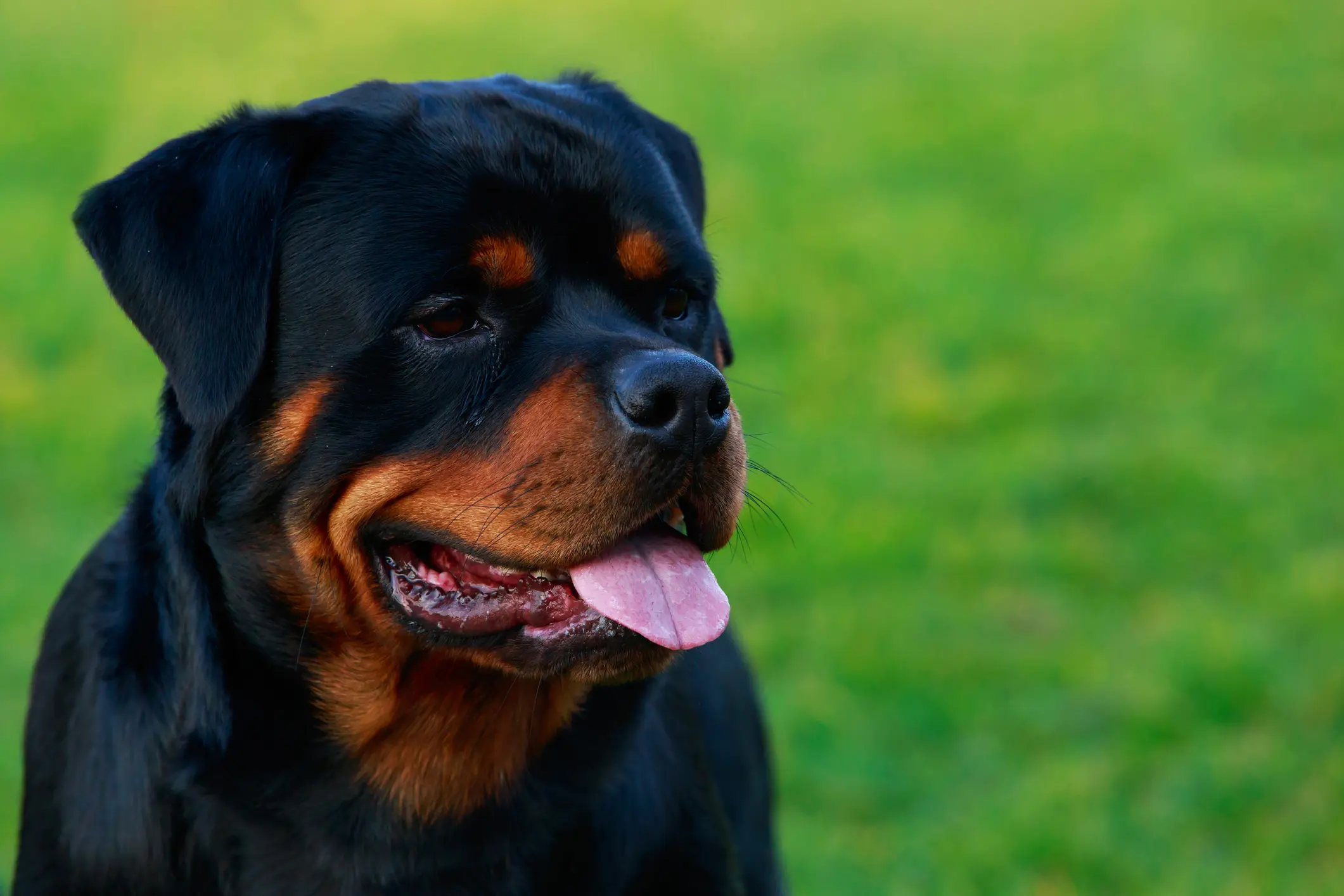 Rottweiler mit schwarzem Fell und braunen Abzeichen schaut aufmerksam, Nahaufnahme mit grünen Hintergrund