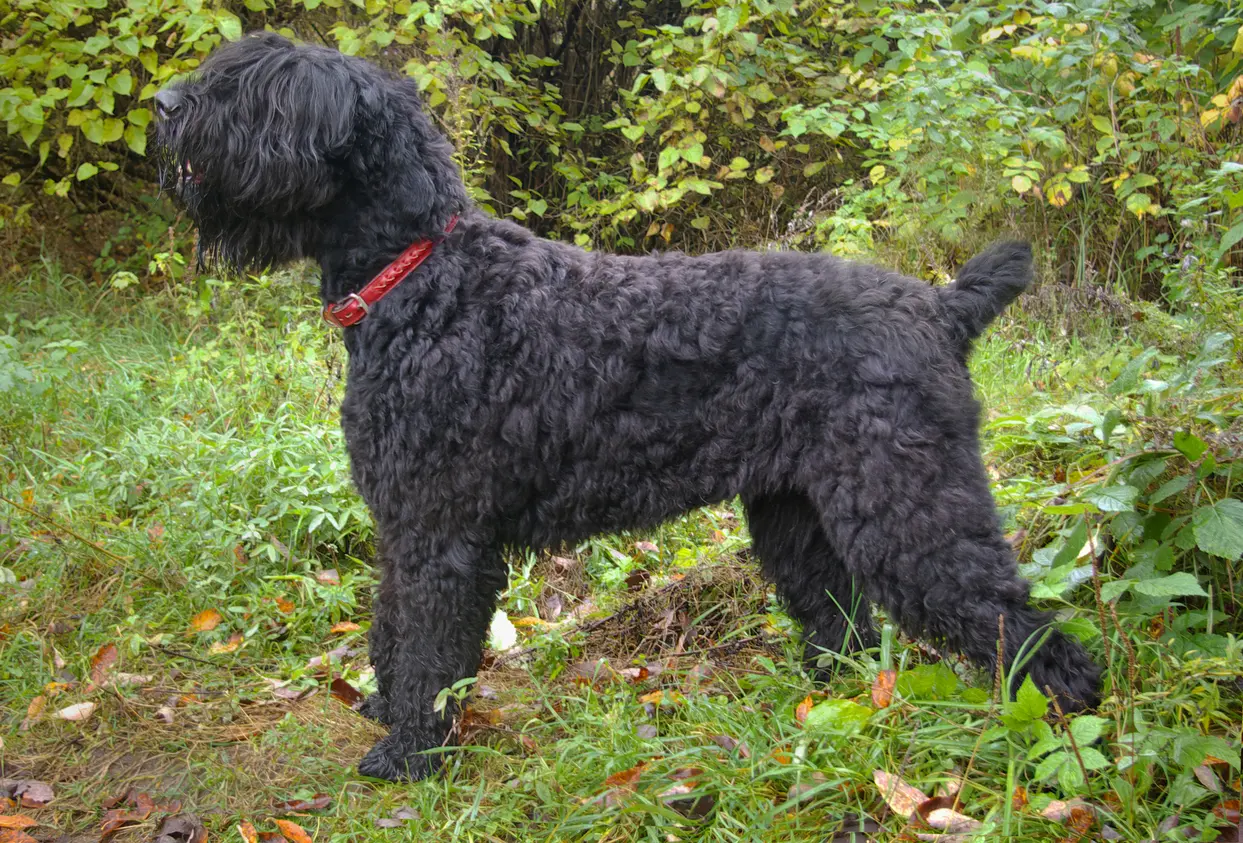 Russischer schwarzer Terrier mit lockigem Fell und rotem Halsband steht aufmerksam im Wald
