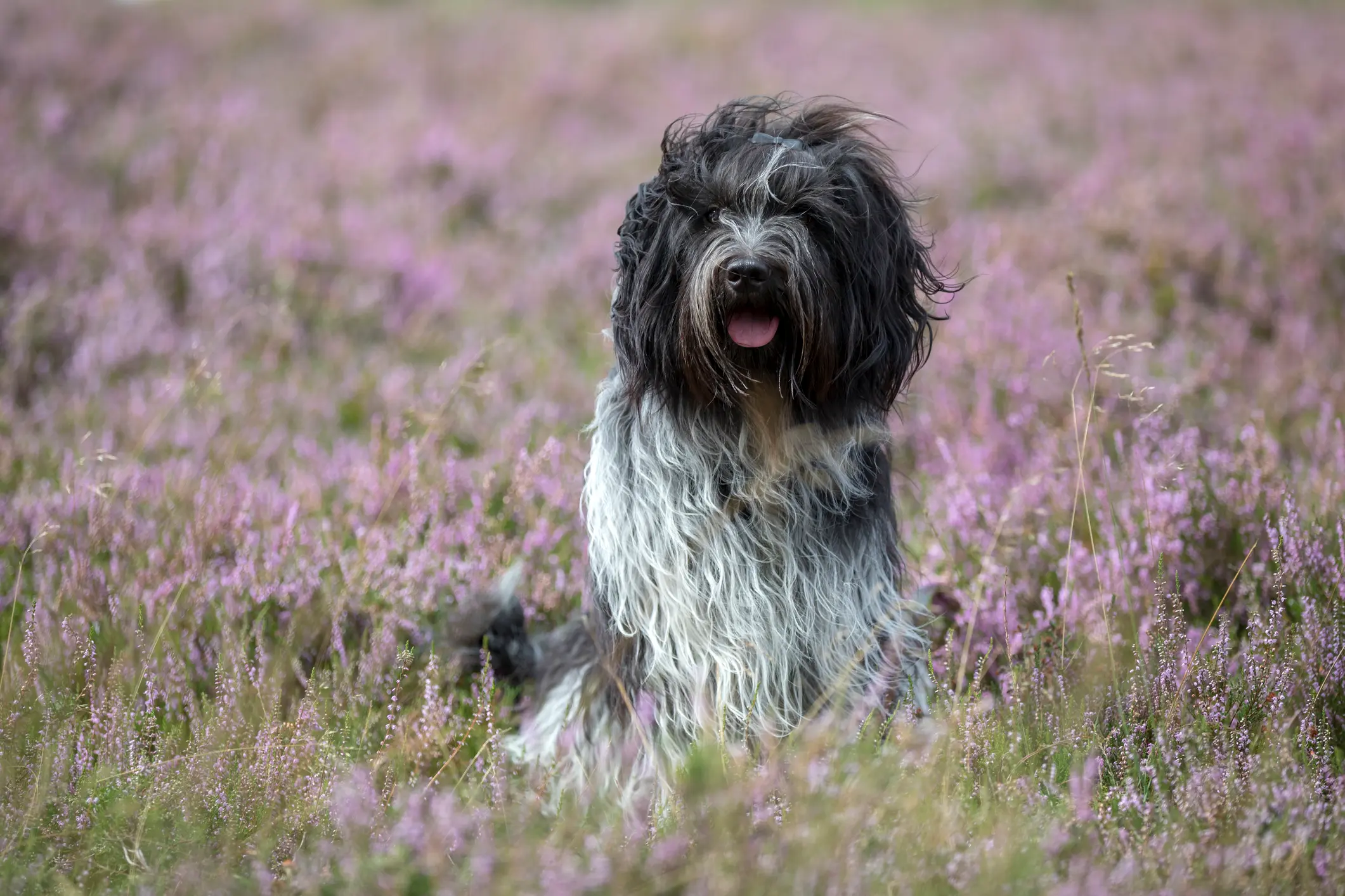 Schapendoes mit langem, zotteligem Fell sitzt in blühender Heide
