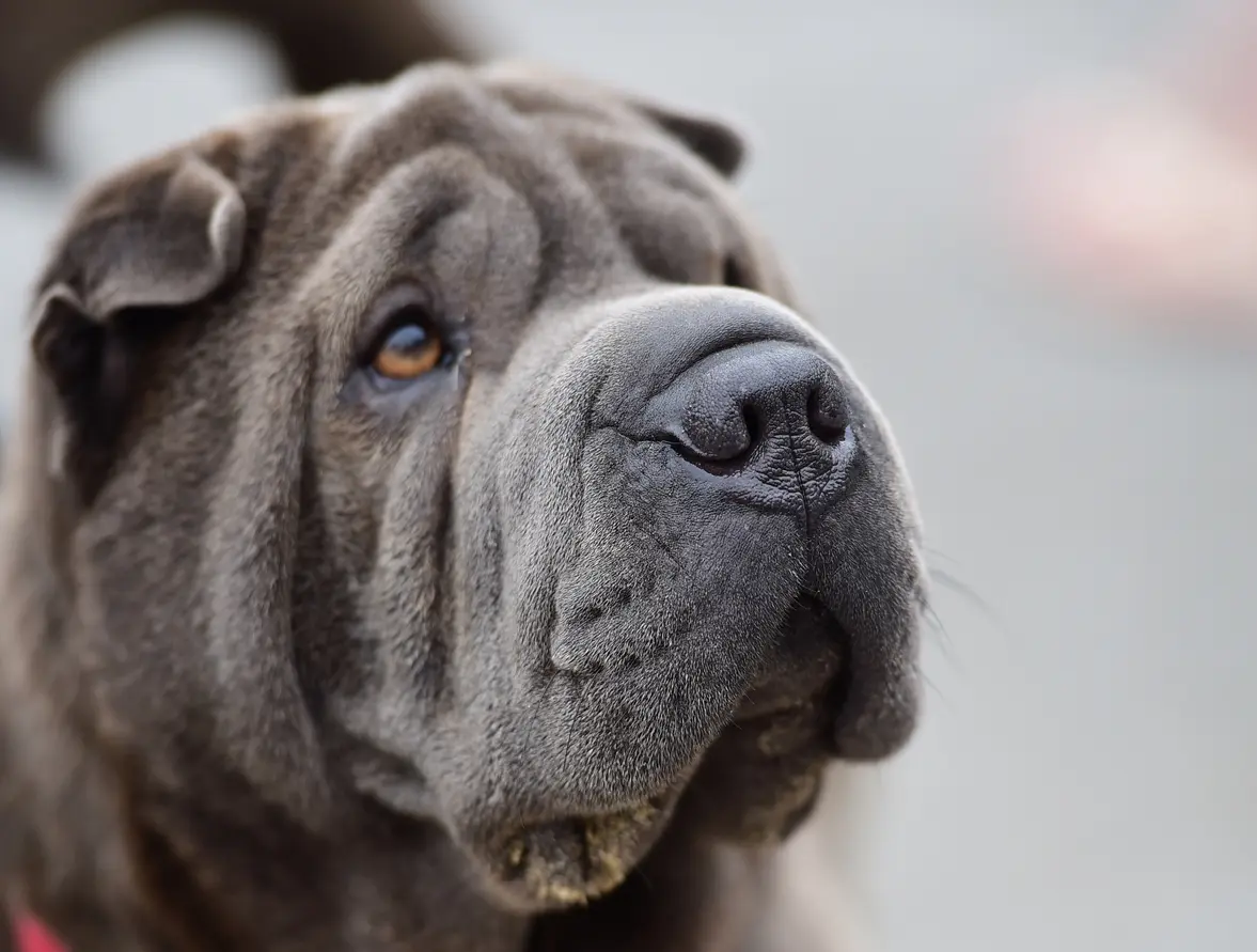 Nahaufnahme eines Shar-Pei mit grauem Fell und typischen Gesichtsfalten