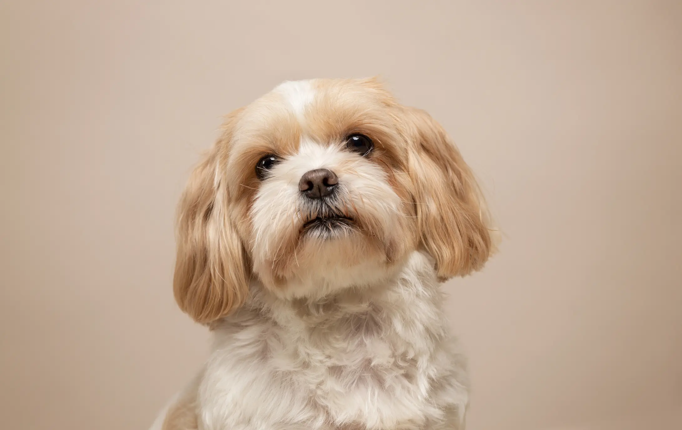 Shih Tzu mit beigem und weißem Fell sitzt vor hellem Hintergrund