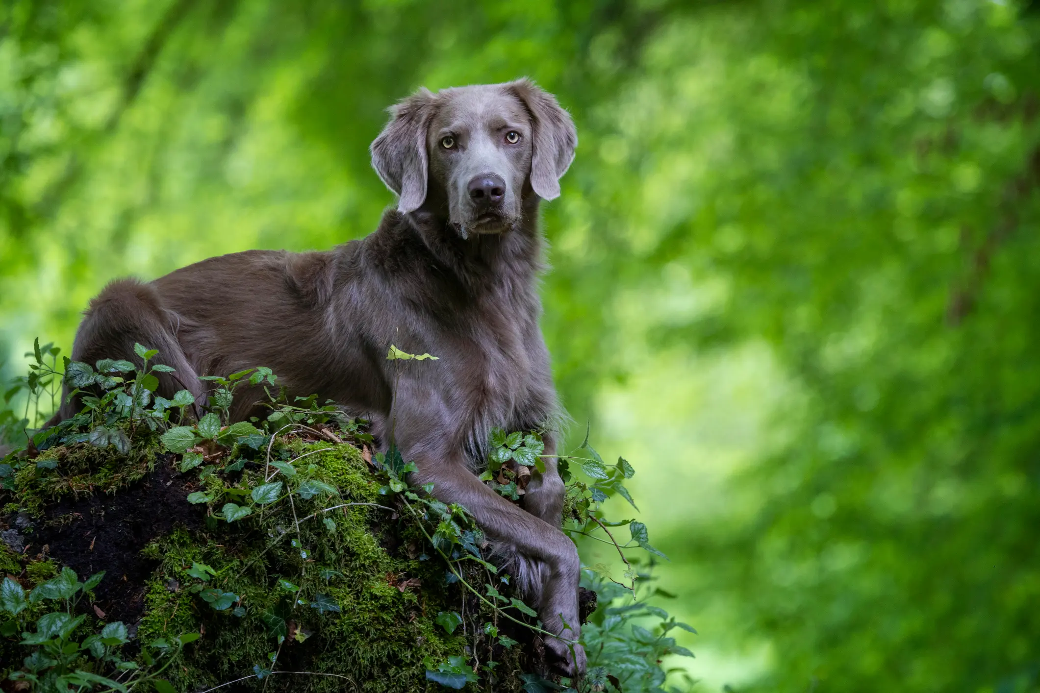 Weimaraner mit grauem Fell liegt aufmerksam auf einem bemoosten Baumstamm im Wald