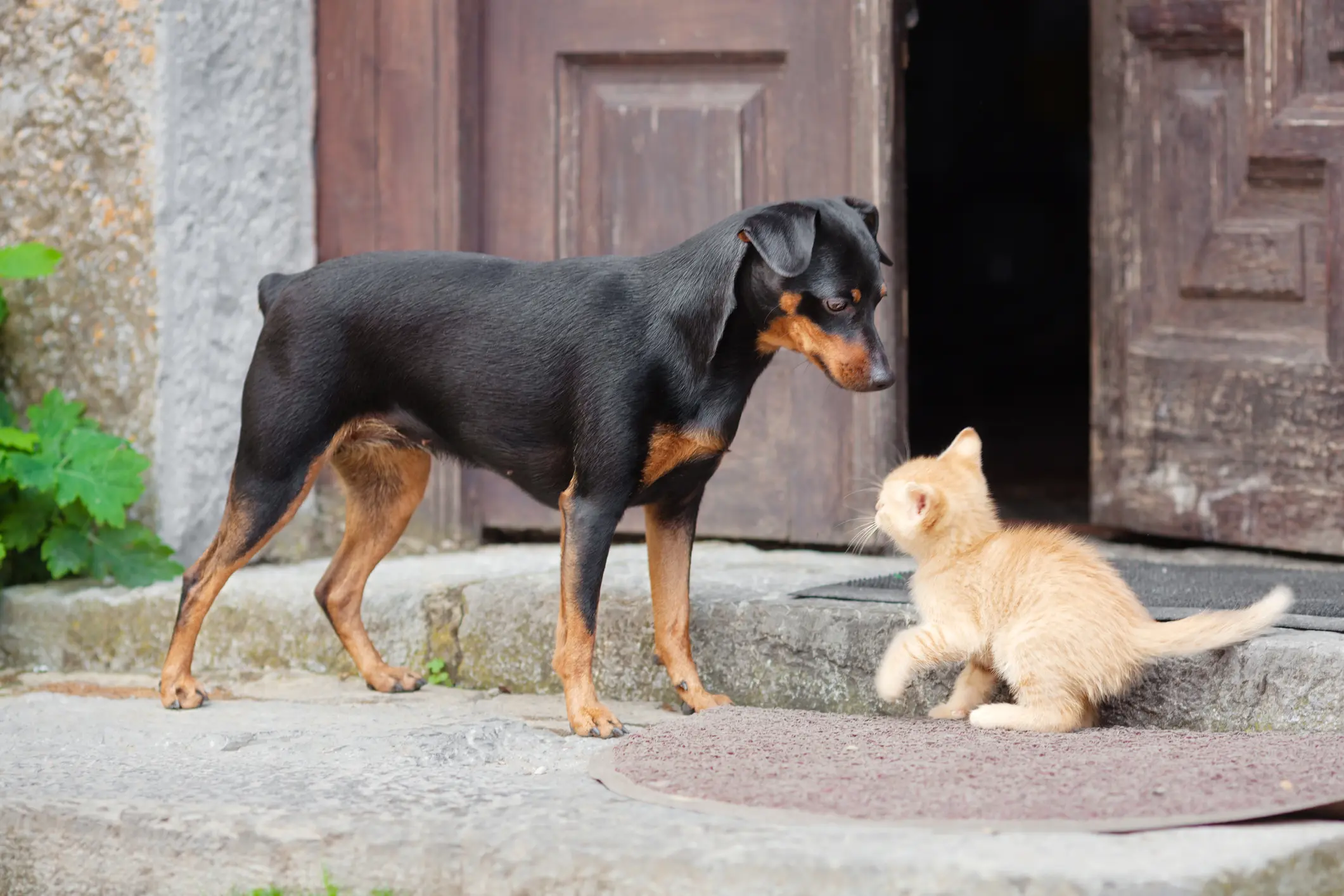 Zwergpinscher mit schwarzem Fell begegnet neugierig einem kleinen roten Kätzchen vor einer alten Holztür