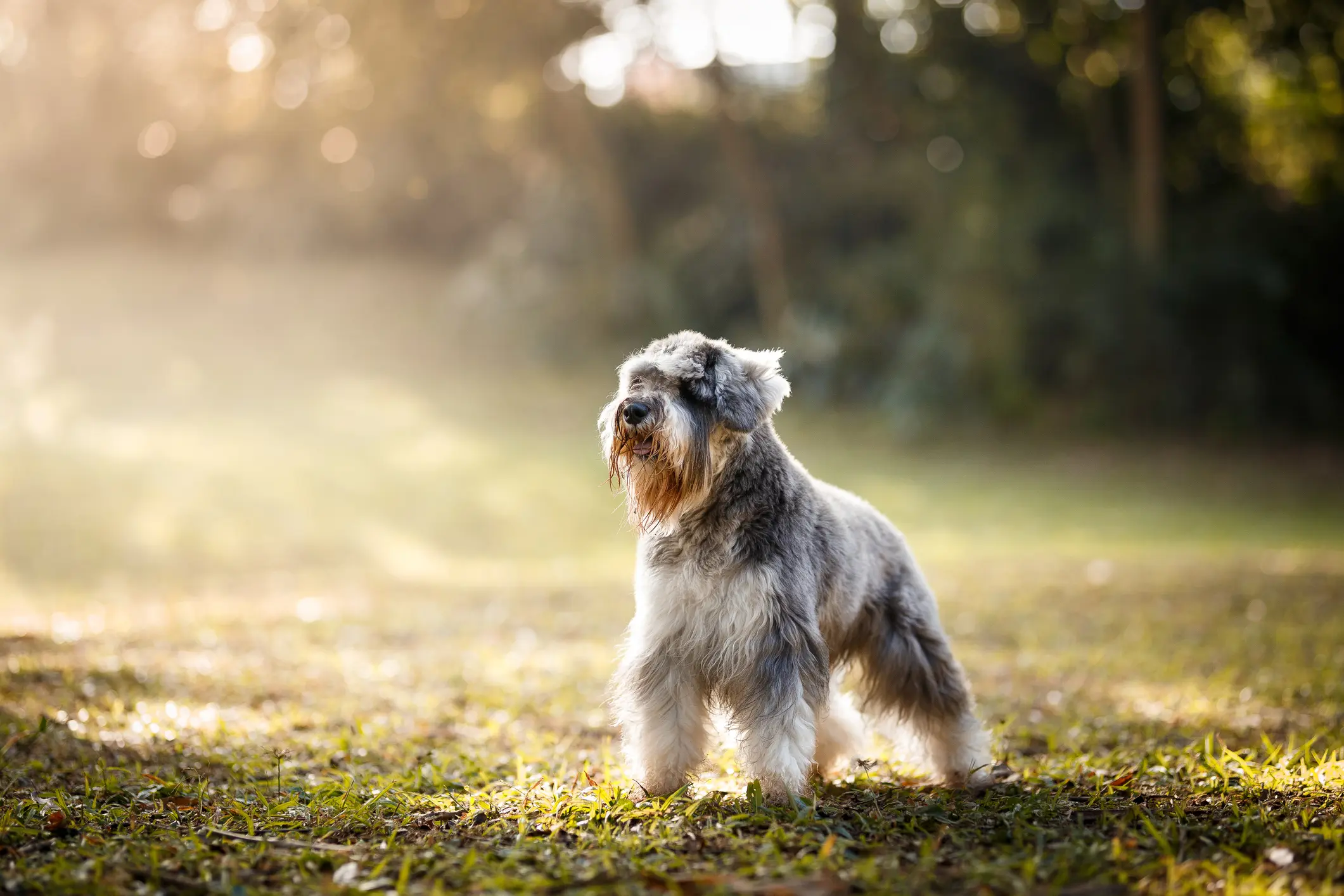 Zwergschnauzer mit grauem Fell und typischem Bart steht aufmerksam auf einer Wiese im Sonnenlicht