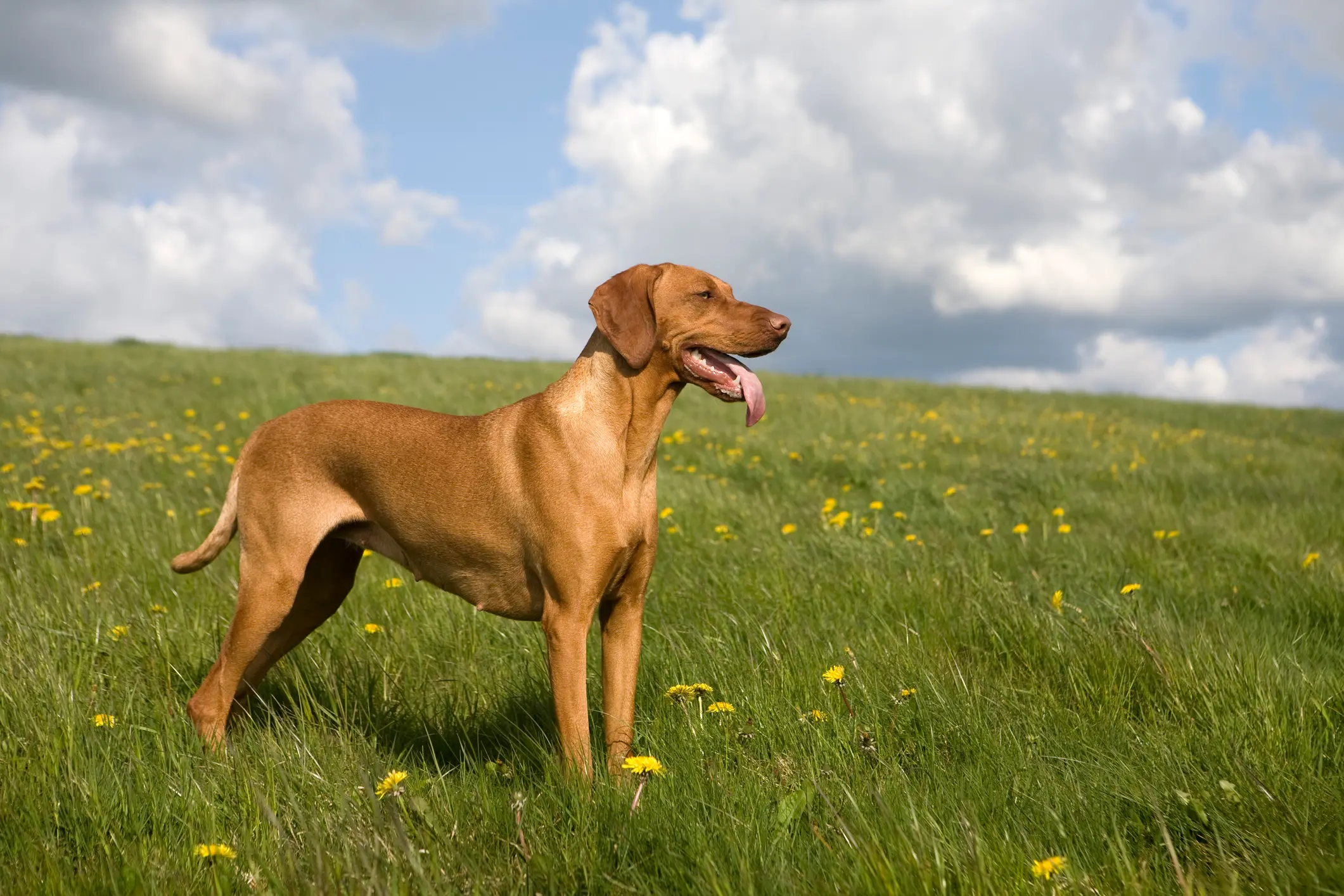 Magyar Vizsla steht auf einer blühenden Wiese unter blauem Himmel