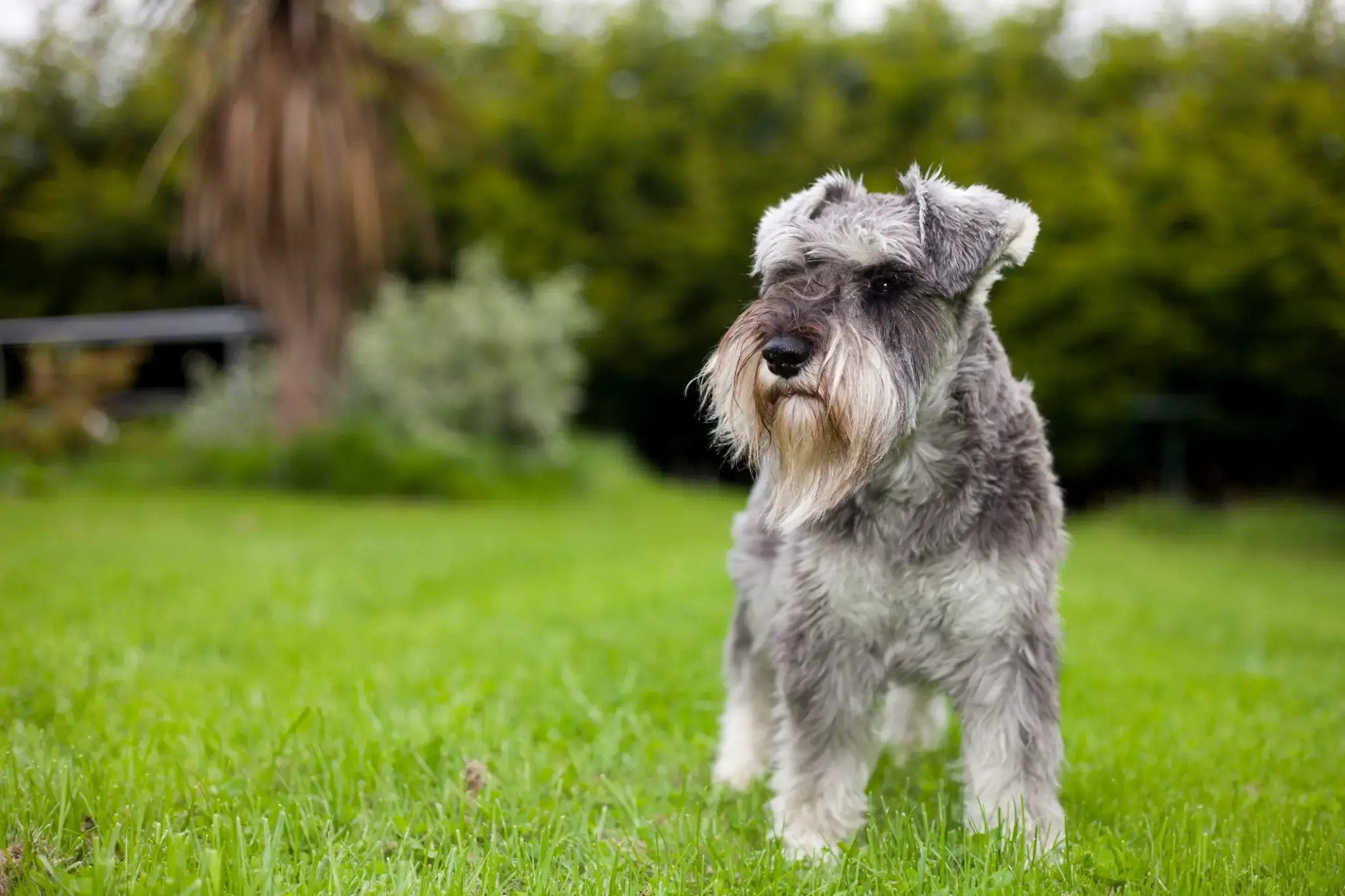 Zwergschnauzer mit grauem Fell und markantem Bart steht aufmerksam auf einer grünen Wiese