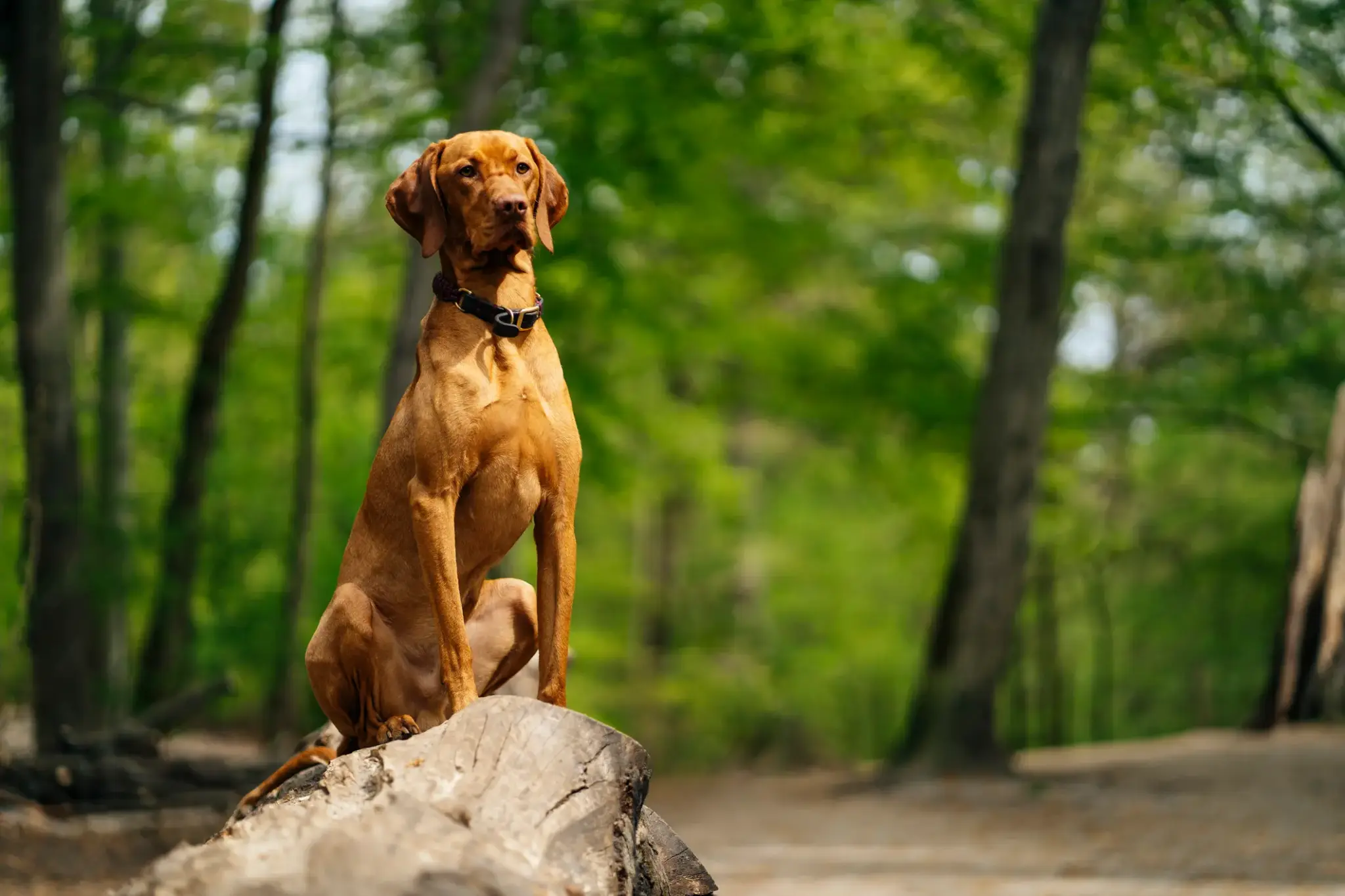 Magyar Vizsla sitzt aufmerksam auf einem Baumstamm im Wald