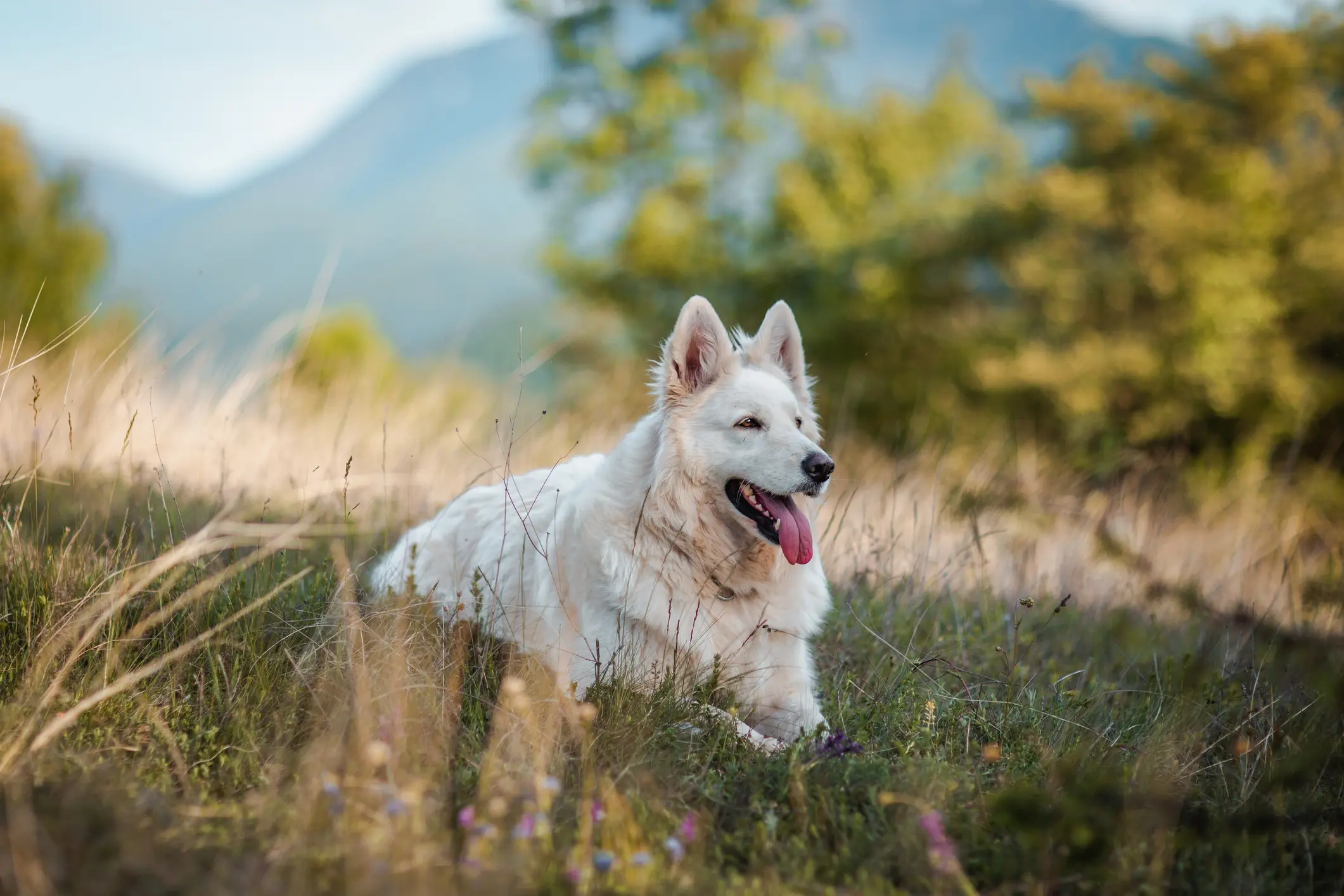Weißer Schweizer Schäferhund liegt entspannt mit heraushängender Zunge auf einer blühenden Wiese