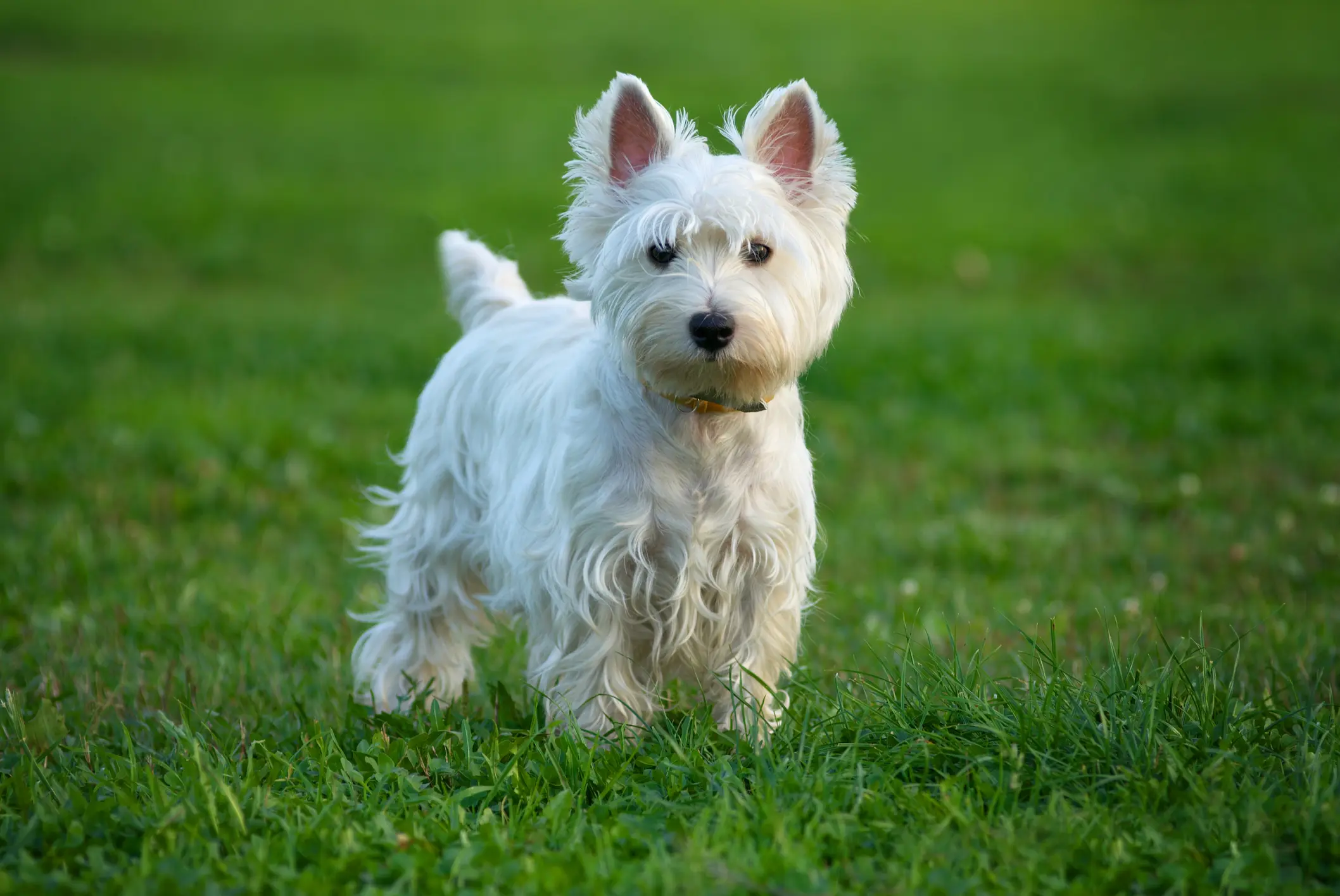 West Highland White Terrier mit weißem Fell steht aufmerksam auf einer grünen Wiese