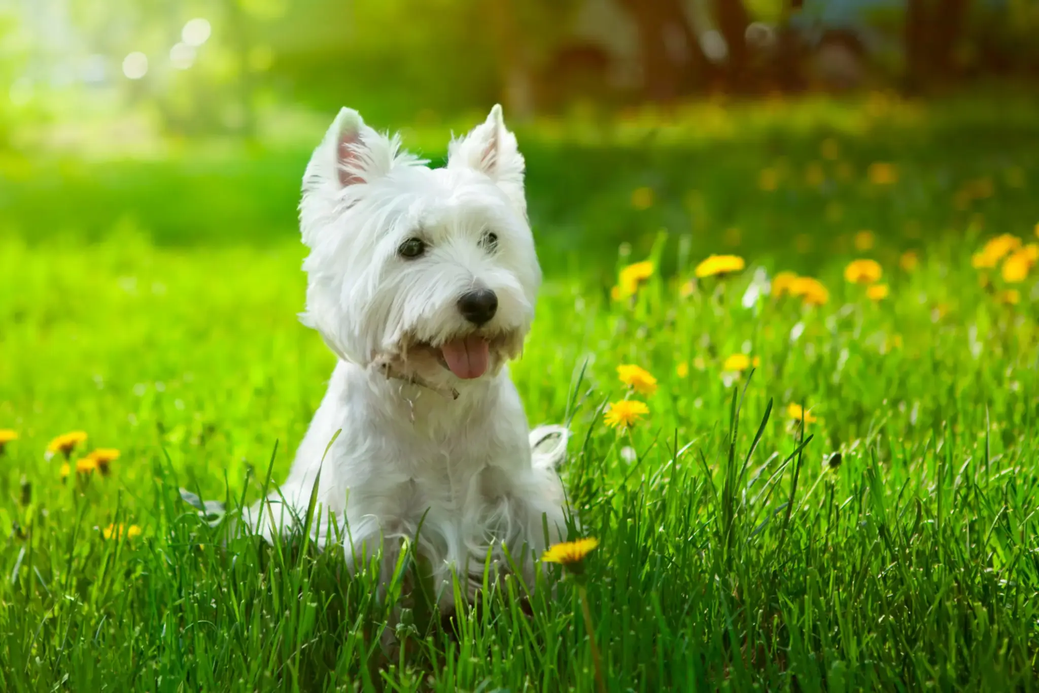 West Highland White Terrier sitzt mit weißem Fell auf einer Wiese voller gelber Löwenzahnblüten