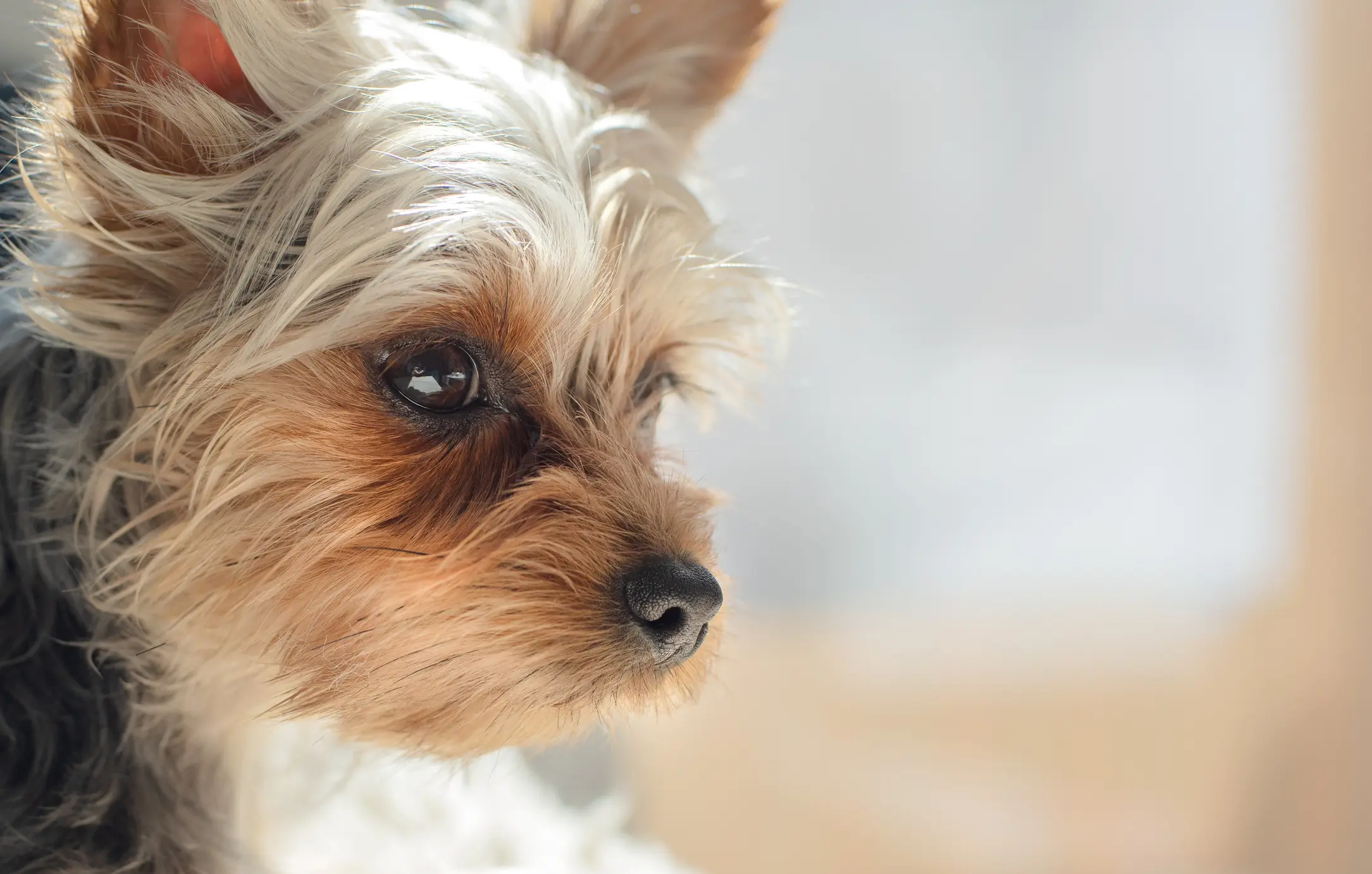 Yorkshire Terrier im Nahportrait mit glänzendem Auge und seidigem Fell vor hellem Hintergrund