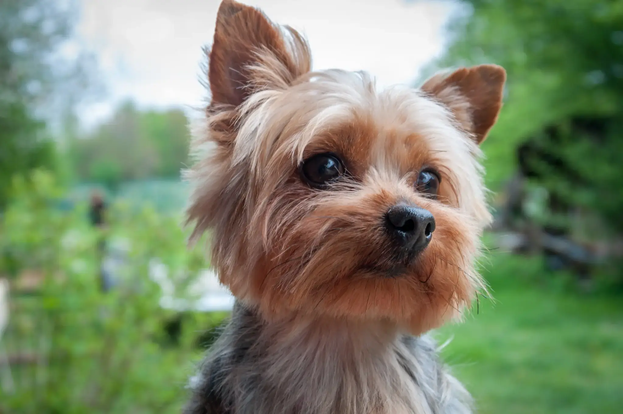 Yorkshire Terrier mit feinem, hellbraunem Fell und großen Augen im Nahportrait im Garten