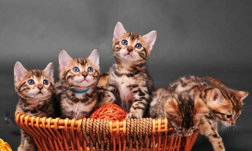 Fünf verspielte Bengal-Kitten mit getupftem Fell sitzen und klettern in einem Korb vor dunklem Hintergrund – lebhaft und neugierig.