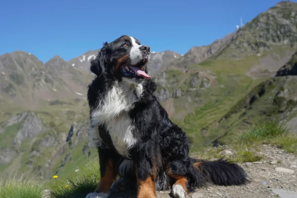 Berner-Sennenhund