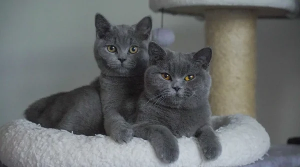 Zwei Britisch-Kurzhaar-Katzen mit grauem Fell und bernsteinfarbenen Augen liegen gemeinsam auf einer weichen Liege am Kratzbaum.