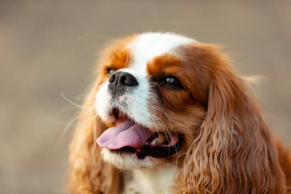 Cavalier-King-Charles-Spaniel
