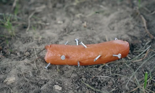 Eine Wurst mit Nägeln liegt auf dem Boden – typisches Beispiel für einen gefährlichen Giftköder, der Hunden schwere Verletzungen zufügen kann.