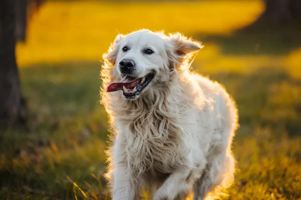 Golden-Retriever