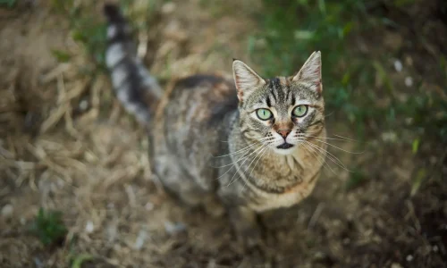 Getigerte Hauskatze mit grünen Augen steht im Freien und blickt aufmerksam in die Kamera.