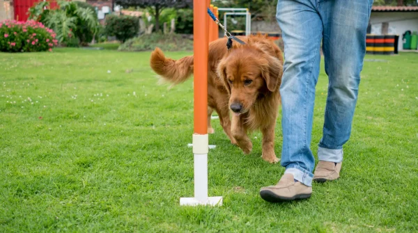 Golden Retriever läuft an der Leine durch einen Agility-Parcours neben einer Person in Jeans – Training im Rahmen des Hundeführerscheins.