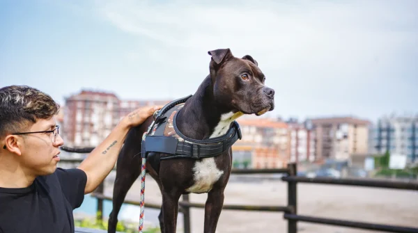 Hundehaftpflicht-Listenhunde