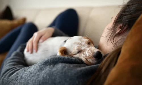 Hundekrankheit