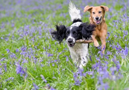 Hundeversicherung