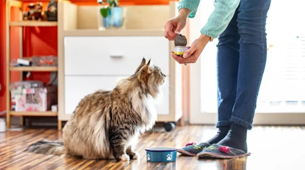 Katze-fuettern