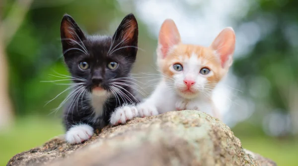 Katze-oder-Kater