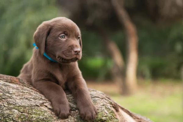 Labrador-retriever