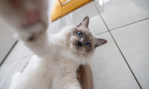 Ragdoll-Katze mit blauen Augen liegt auf dem Boden und streckt neugierig die Pfote Richtung Kamera.