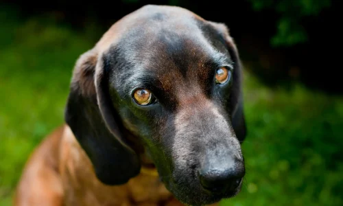 Nahaufnahme eines Bayerischen Gebirgsschweißhundes mit dunklem Fell und ausdrucksstarken, bernsteinfarbenen Augen.