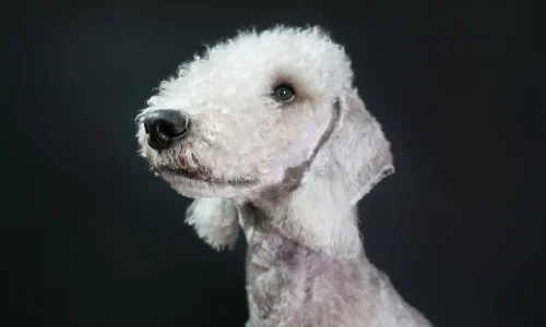 Nahaufnahme eines weißen Bedlington Terriers vor dunklem Hintergrund – typische Schafskopf-Form und lockiges Fell gut erkennbar.