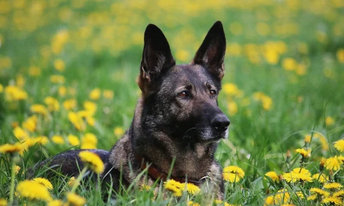 Belgischer Schäferhund liegt aufmerksam in einer Wiese voller gelber Löwenzahnblüten und blickt in die Ferne.