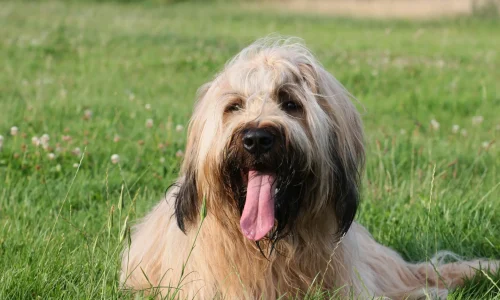 Briard mit langem, hellbeigem Fell liegt entspannt im Gras und schaut mit offenem Maul und herausgestreckter Zunge in die Kamera