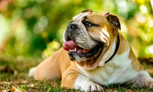 Englische Bulldogge liegt entspannt im Halbschatten auf einer Wiese, mit geöffnetem Maul und herausgestreckter Zunge