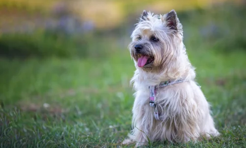 Heller Cairn Terrier mit struppigem Fell sitzt im Gras und schaut aufmerksam mit geöffnetem Maul und heraushängender Zunge