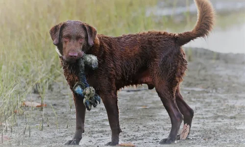 Steckbrief-Chesapeake-Bay-Retriever