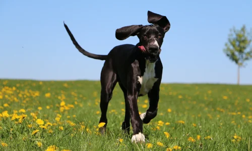 Junge Deutsche Dogge läuft über blühende Frühlingswiese mit wehendem Ohr