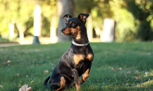 Steckbrief-Deutscher-Pinscher