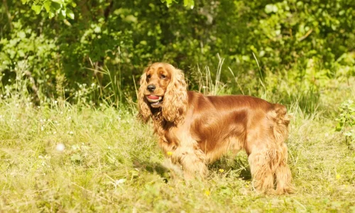 English Cocker Spaniel mit rötlich-braunem, glänzendem Fell steht aufmerksam auf einer sonnigen Wiese