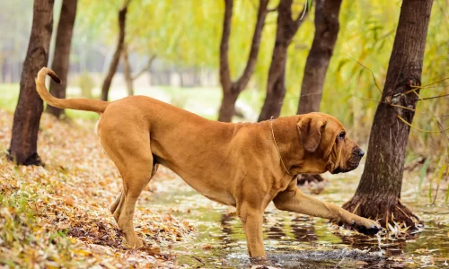 Fila Brasileiro mit goldbraunem Fell läuft durch einen flachen Bach im herbstlichen Wald und hebt die Vorderpfote