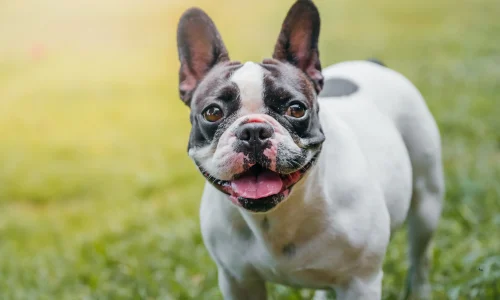 Französische Bulldogge mit weißem Fell und dunkler Gesichtsmaske schaut mit offenem Maul fröhlich in die Kamera