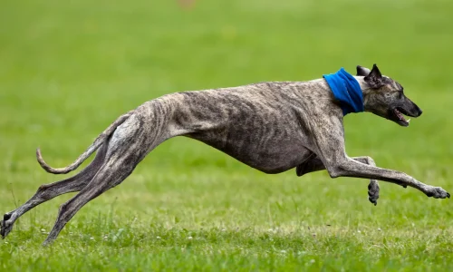Gestromter Greyhound mit blauem Halsband sprintet mit allen Pfoten in der Luft über eine grüne Wiese