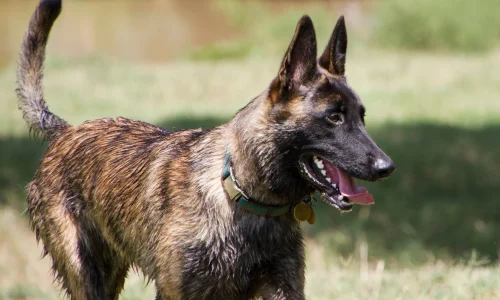 Nasser Holländischer Schäferhund läuft auf einer Wiese mit offenem Maul und gespitzten Ohren