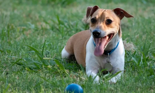 Jack Russell Terrier liegt im Gras mit heraushängender Zunge und blauem Halsband