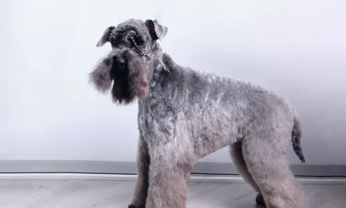 Kerry Blue Terrier im Stehen mit dichtem, blaugrauem Fell